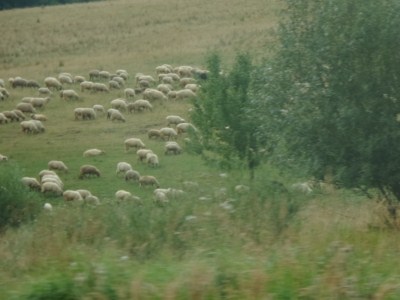 foto 258 • • •
